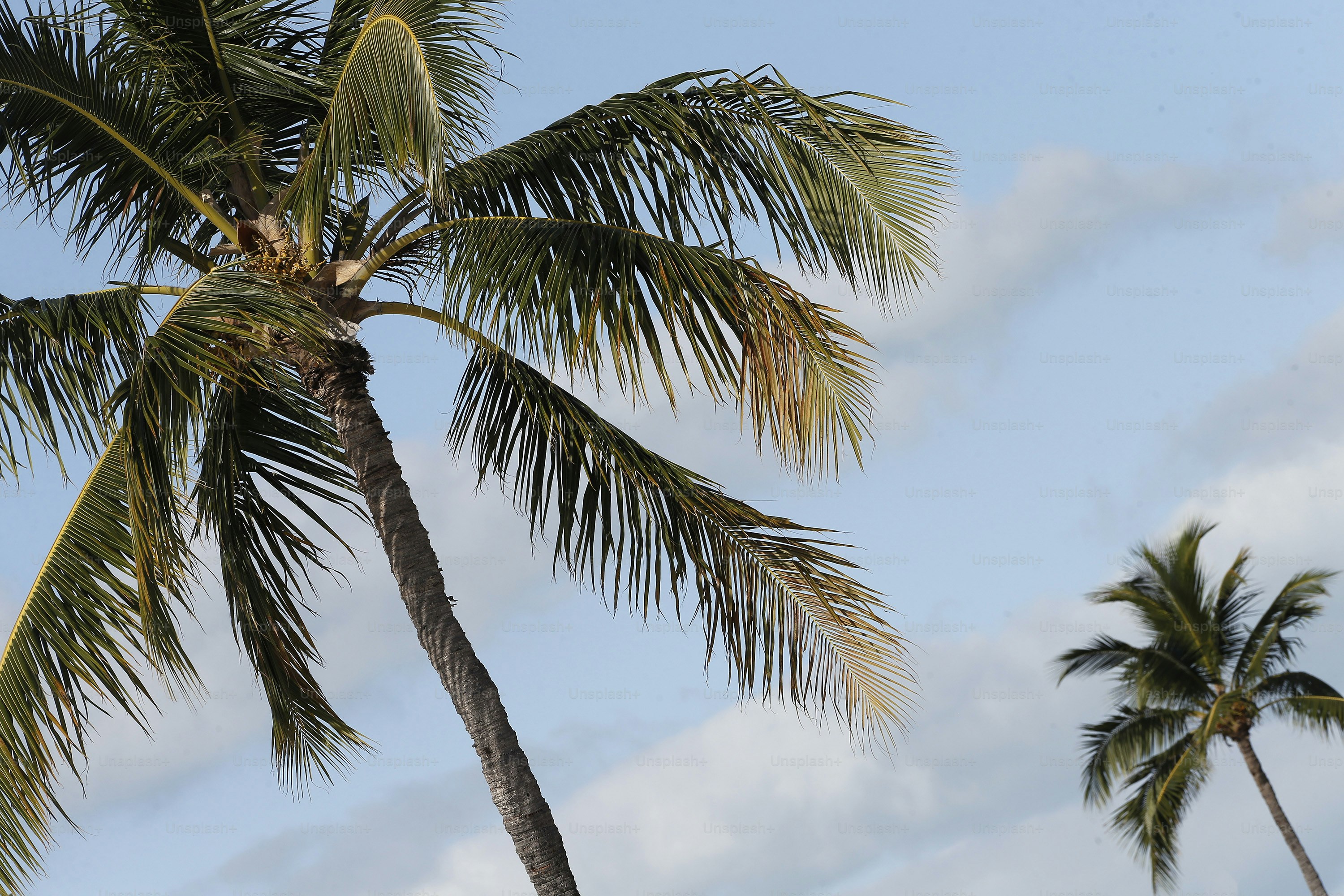 a couple of palm trees that are next to each other