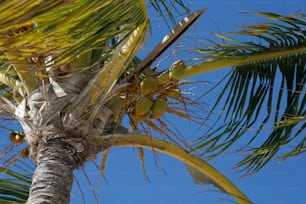 a close up of a palm tree with a blue sky in the background