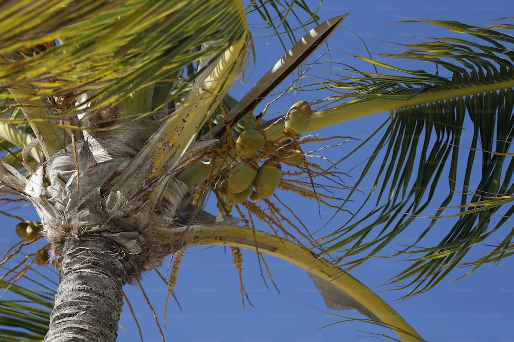 a close up of a palm tree with a blue sky in the background