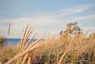 a view of a grassy field with trees in the background