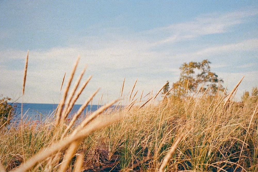 a view of a grassy field with trees in the background