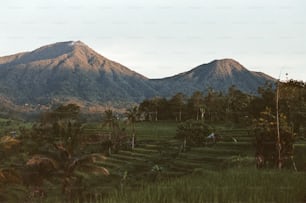 um campo verde exuberante com uma montanha ao fundo