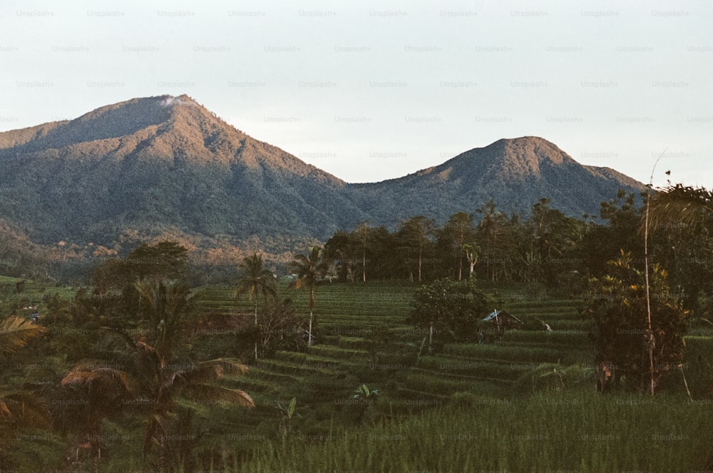 a lush green field with a mountain in the background