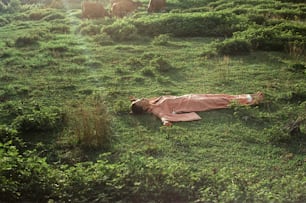 una persona sdraiata in un campo con mucche sullo sfondo