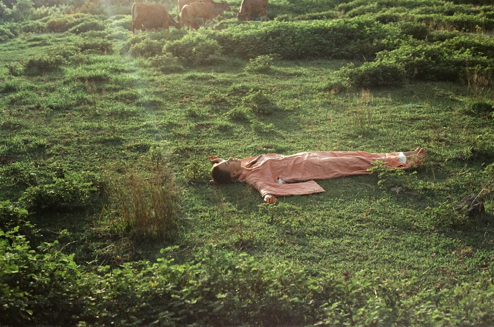uma pessoa deitada em um campo com vacas ao fundo