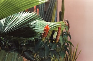 um close up de uma planta com flores vermelhas