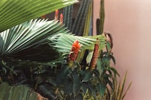 a close up of a plant with red flowers