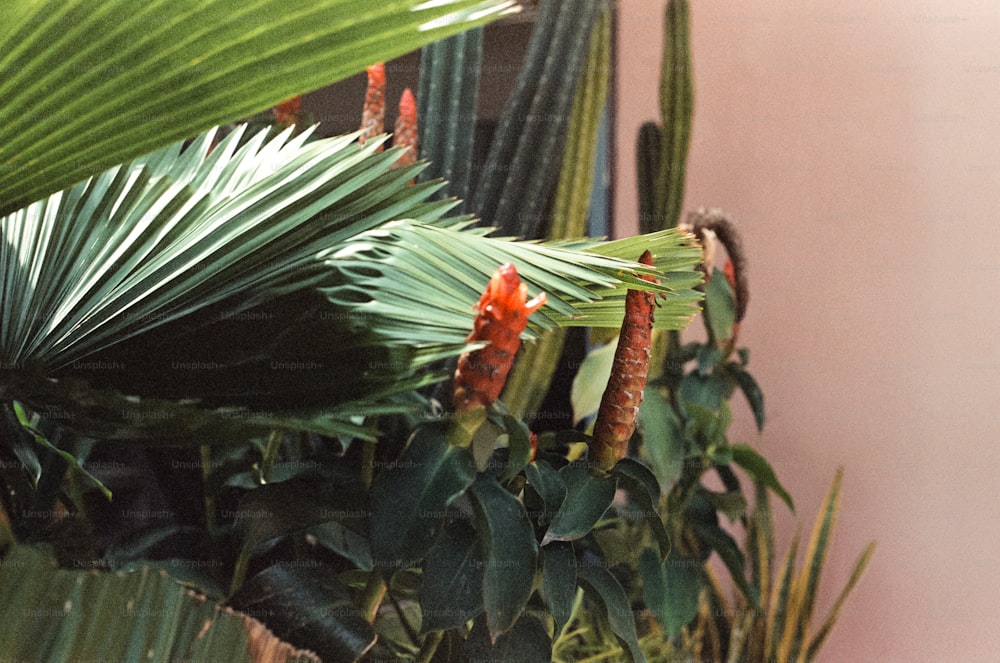 a close up of a plant with red flowers