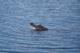 un gran caimán nadando en un cuerpo de agua