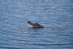 a large alligator swimming in a body of water