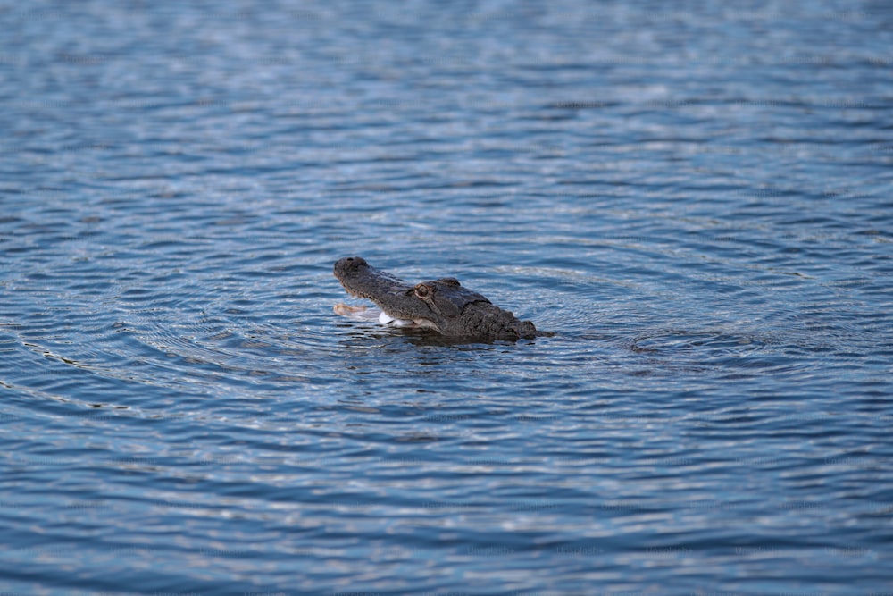 um grande jacaré nadando em um corpo de água