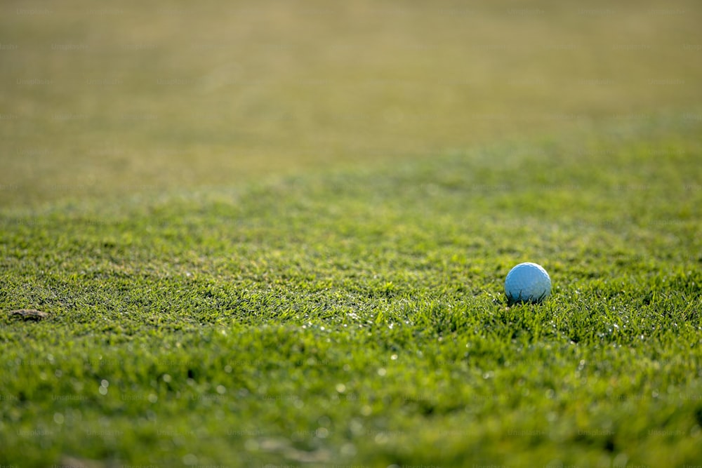 una bola azul sentada en la parte superior de un exuberante campo verde