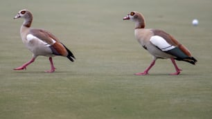 Un par de pájaros caminando por un campo cubierto de hierba