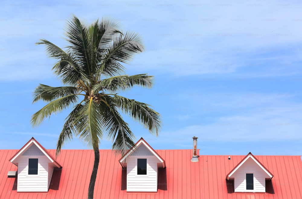 um telhado vermelho com três janelas e uma palmeira