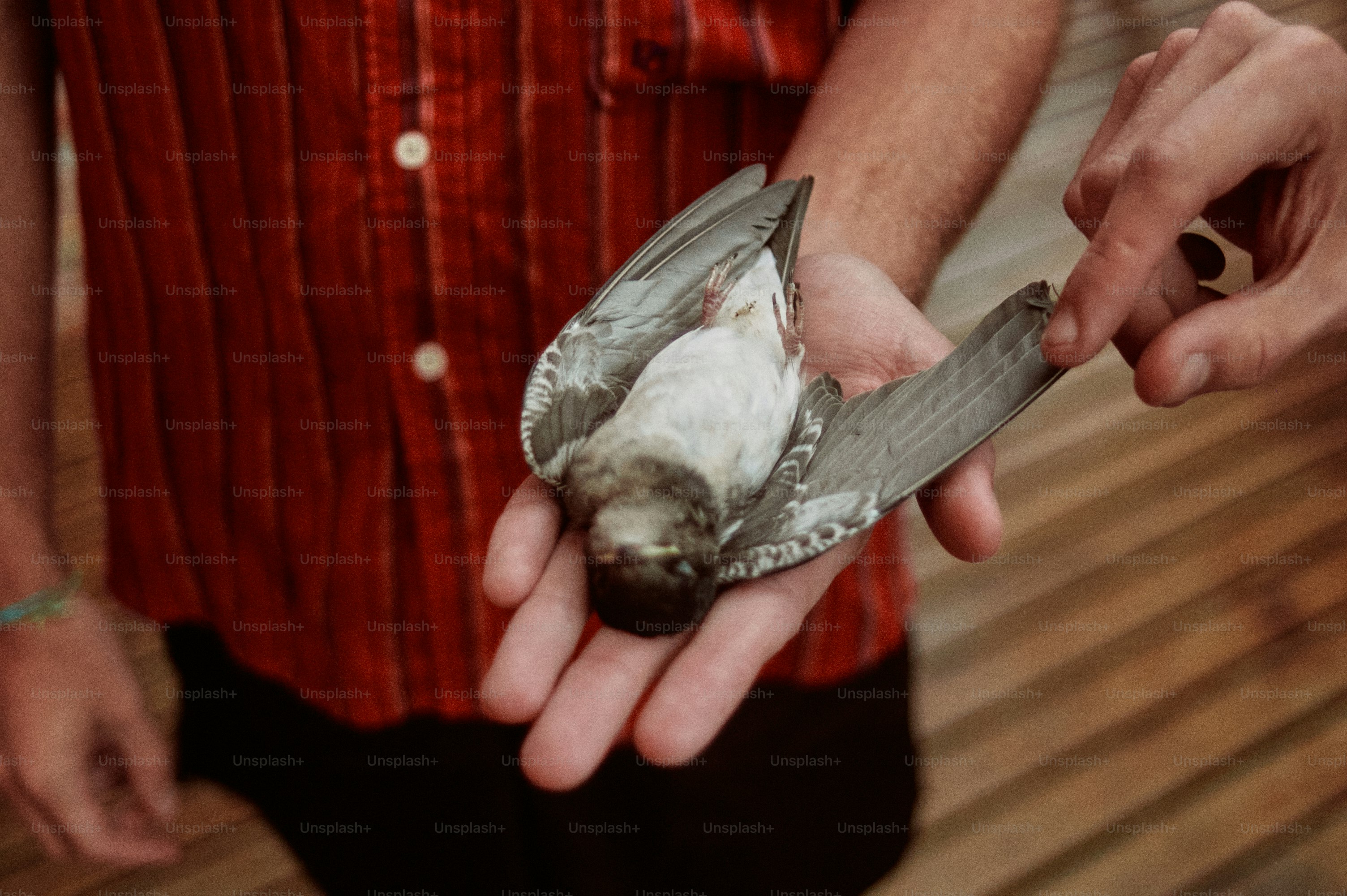 Un primer plano de una persona sosteniendo un pájaro
