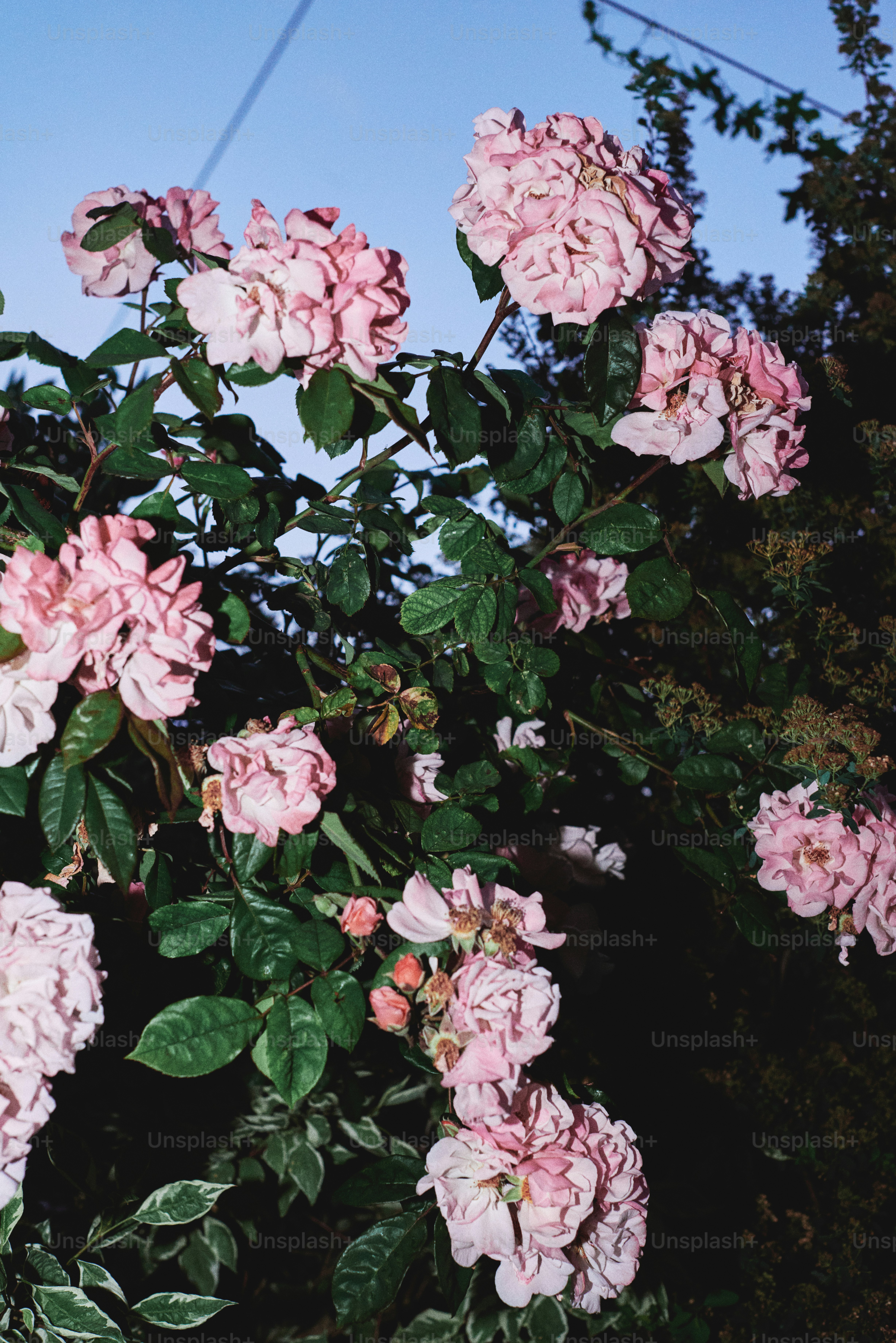 a bush of pink flowers with green leaves