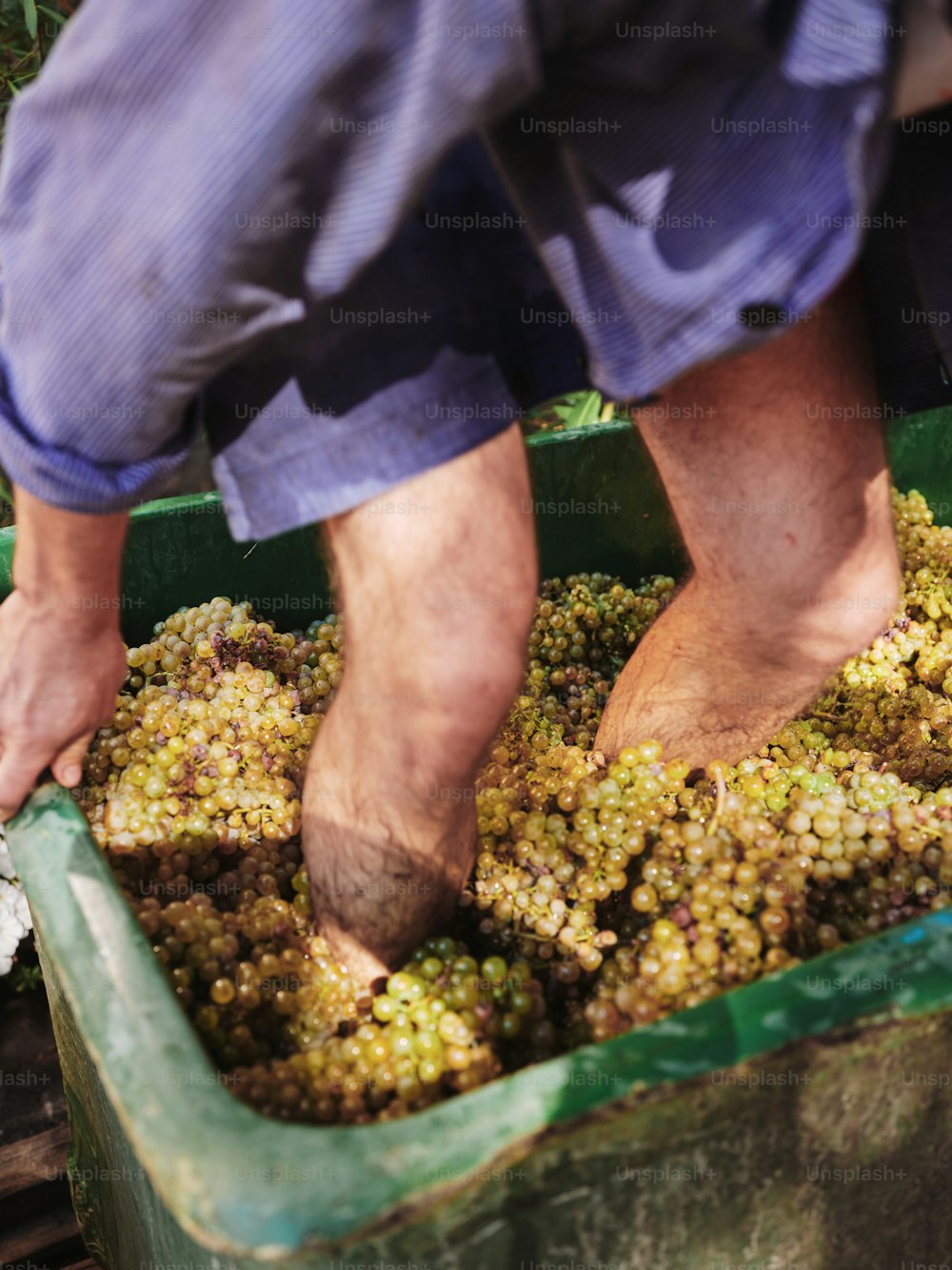 a man is picking grapes from a bin