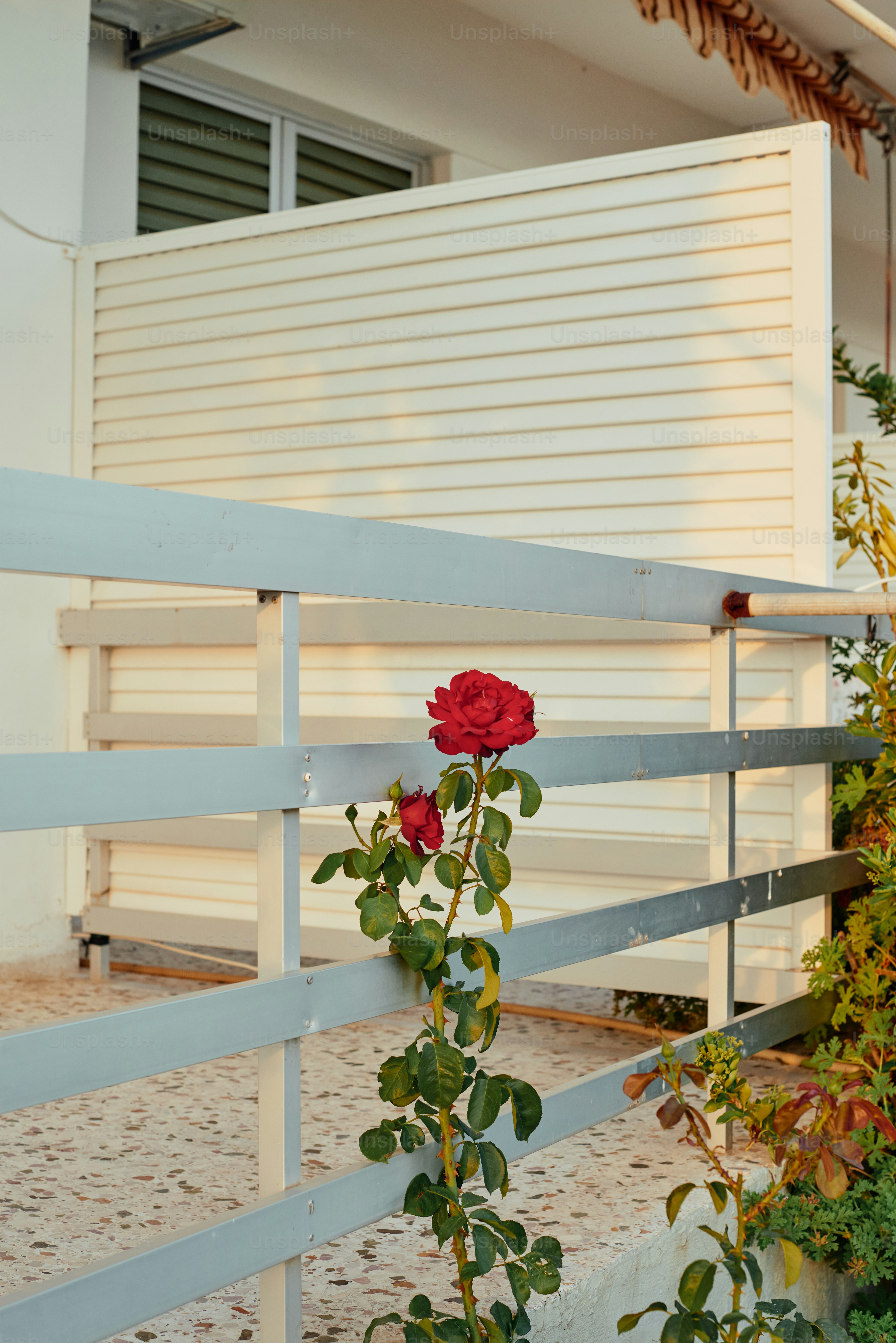 una rosa que crece al lado de una cerca