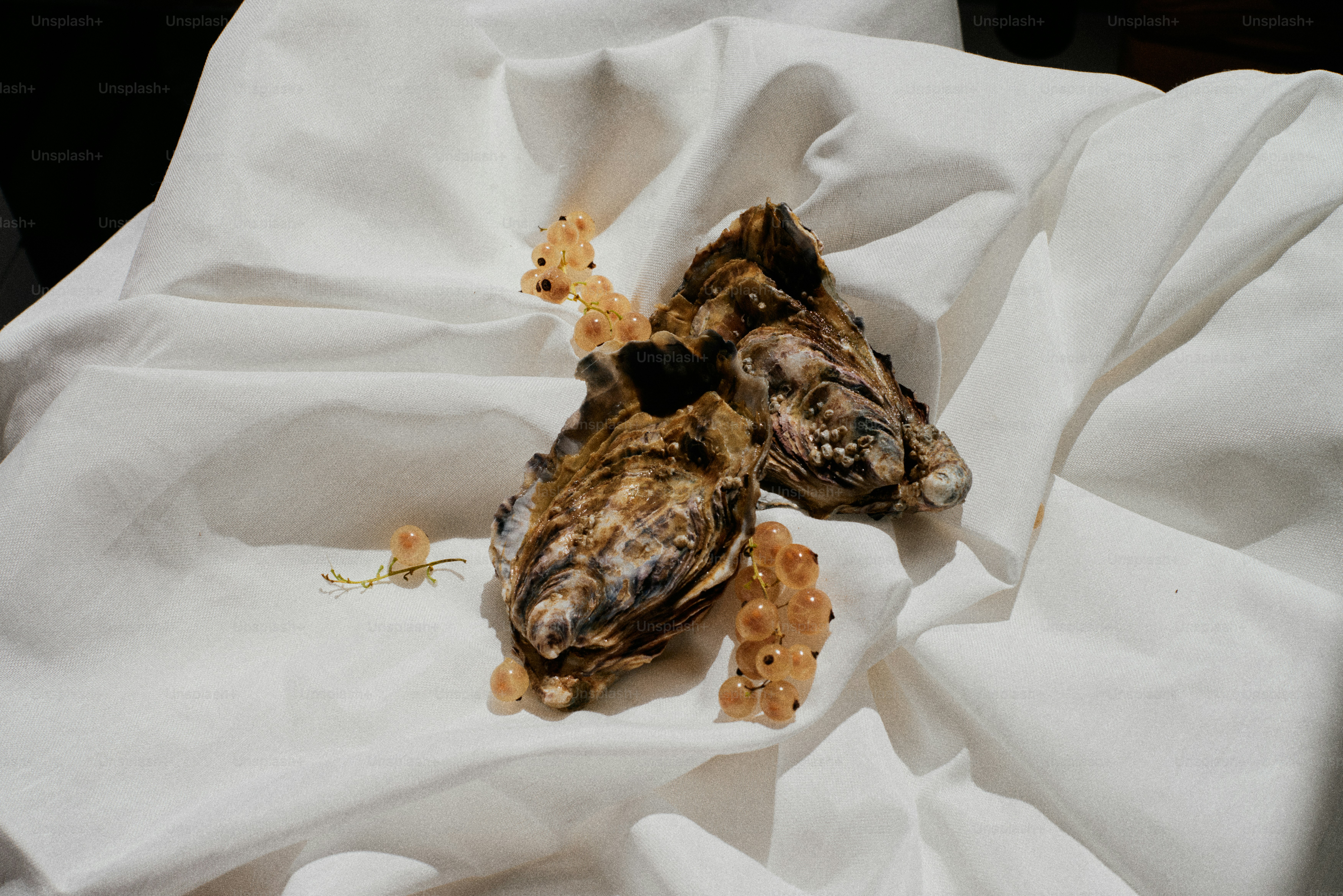 un par de peces que están en un papel