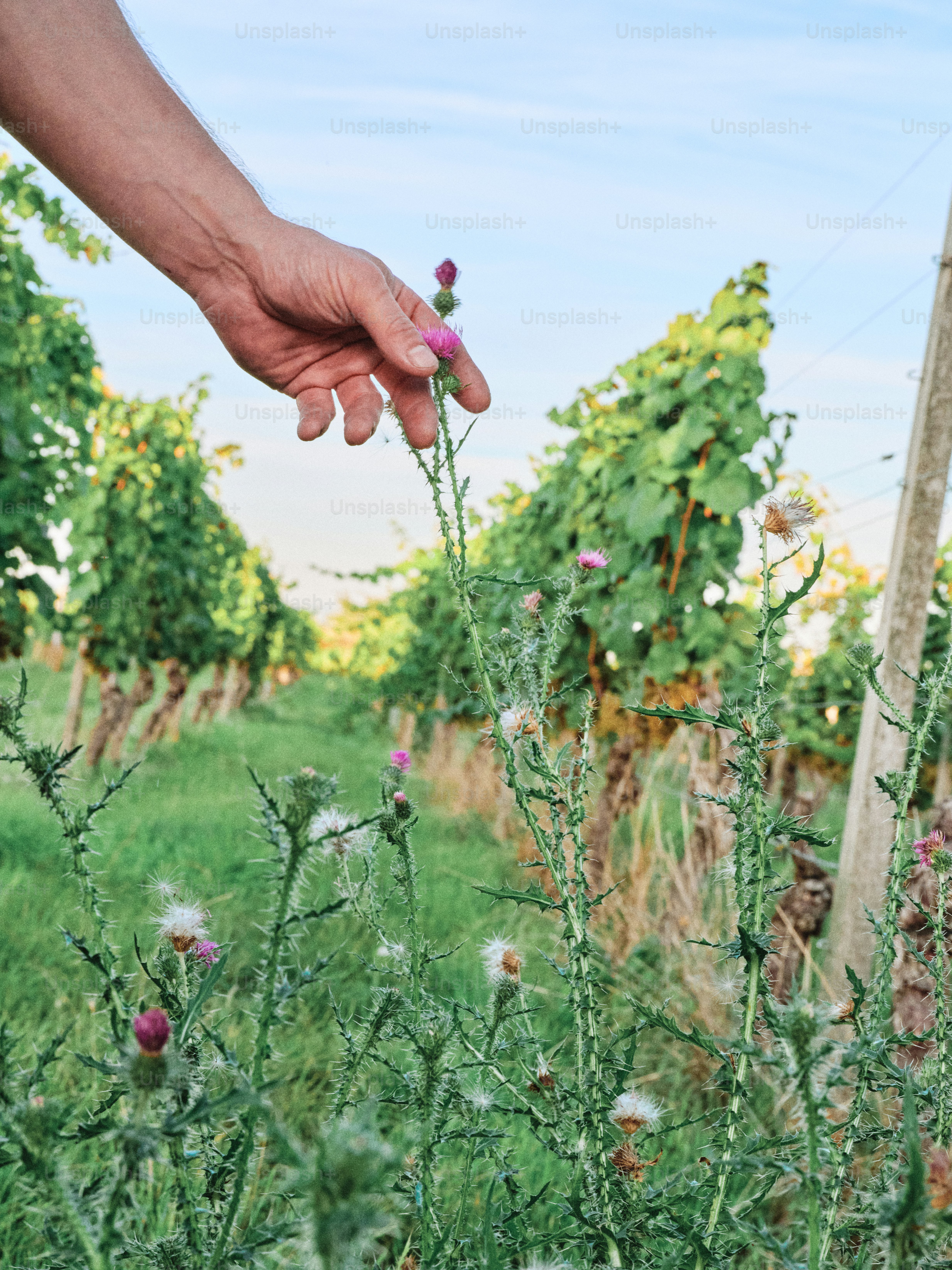 una mano que alcanza una flor en un campo