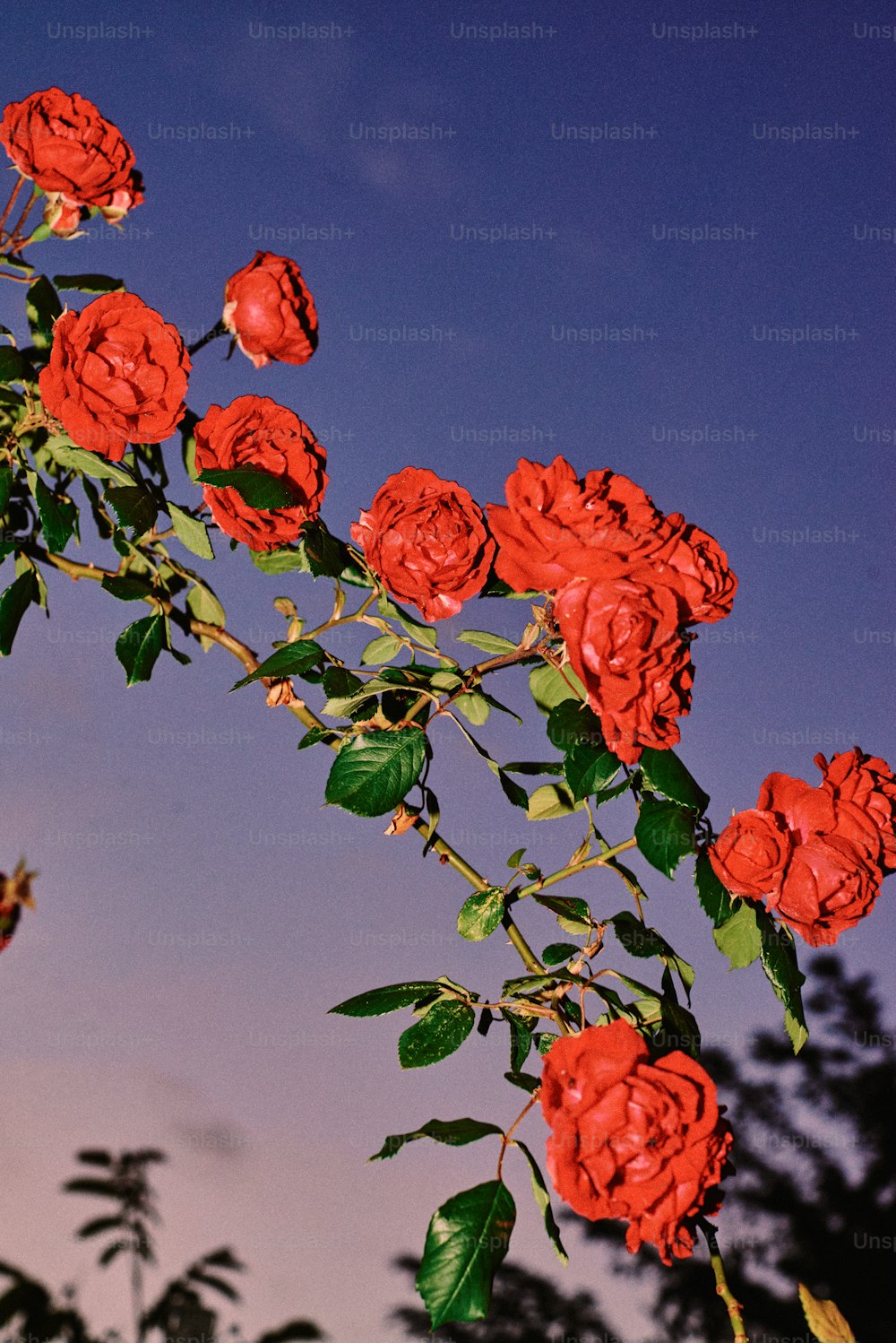 木の枝に咲く赤いバラの束