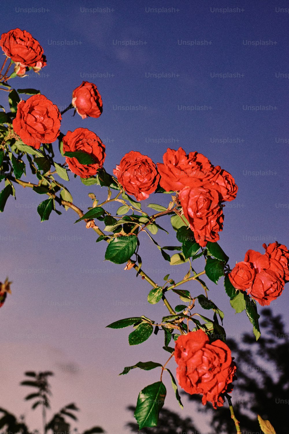 a bunch of red roses on a tree branch