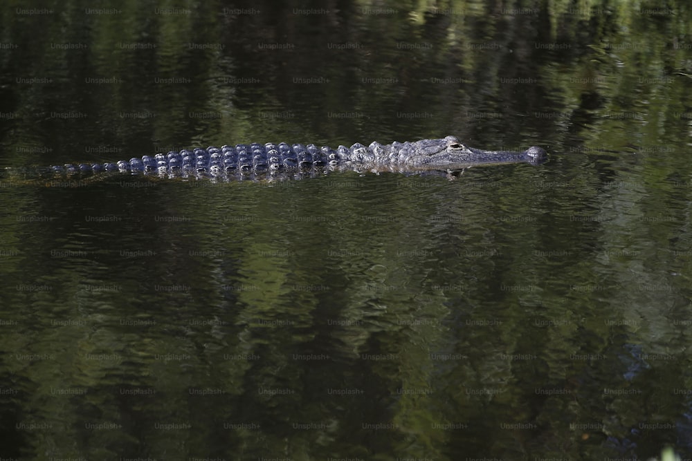 un grand alligator nageant dans un plan d’eau