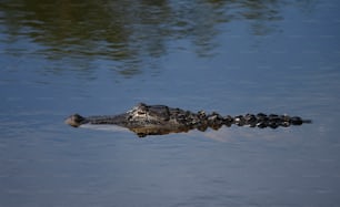 a large alligator floating in a body of water