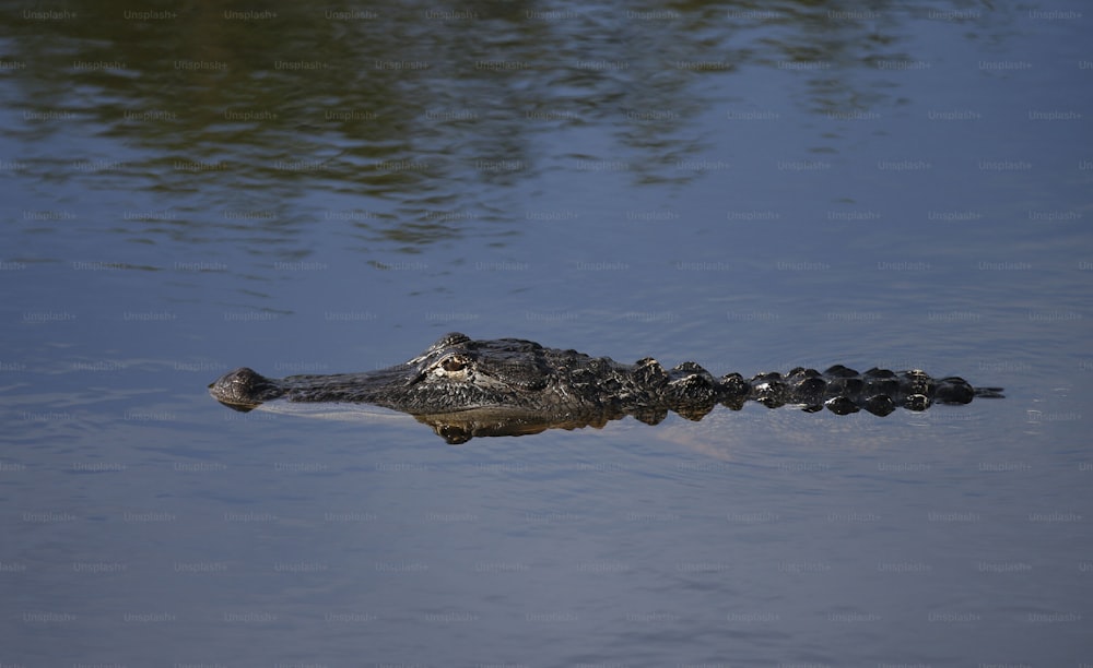 a large alligator floating in a body of water