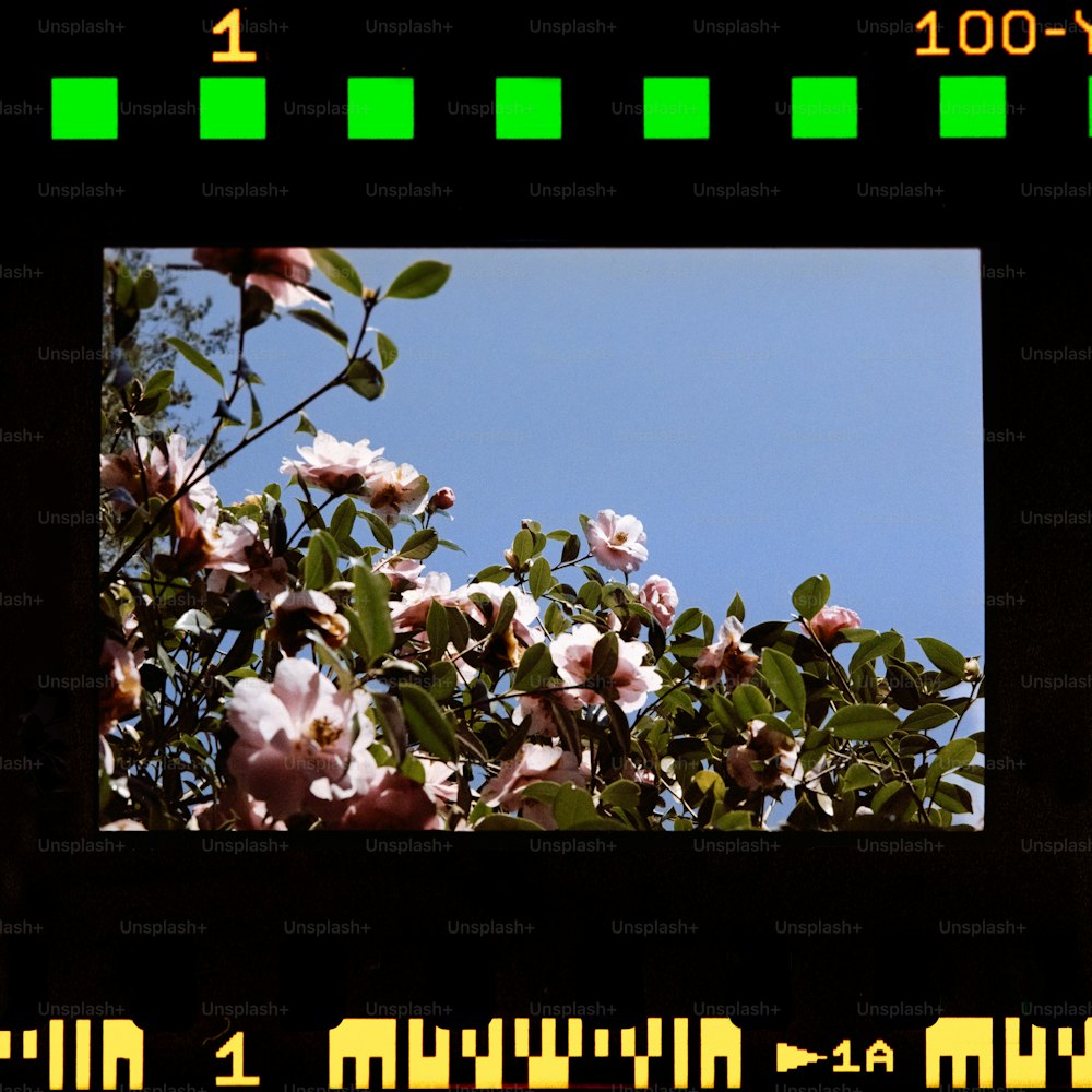 un'immagine di un albero con fiori rosa