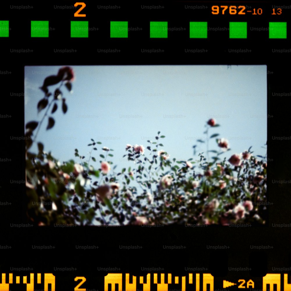 uma imagem de um ramo de flores em um campo
