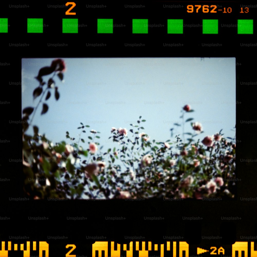 una imagen de un ramo de flores en un campo