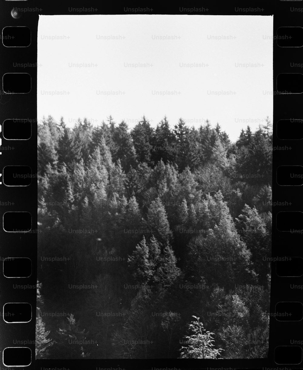 ein Schwarz-Weiß-Foto eines Waldes