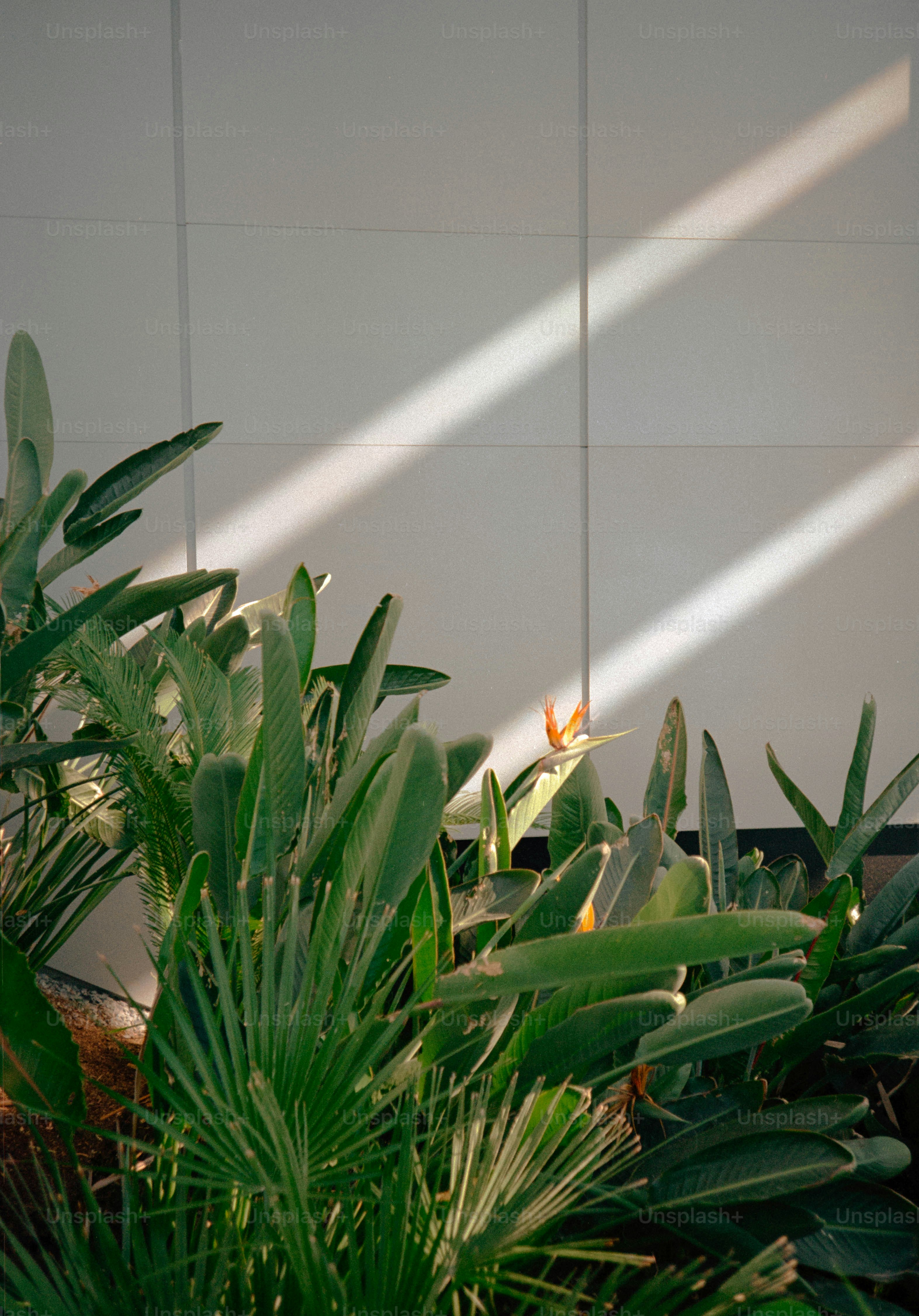 un primo piano di una pianta con una parete bianca sullo sfondo