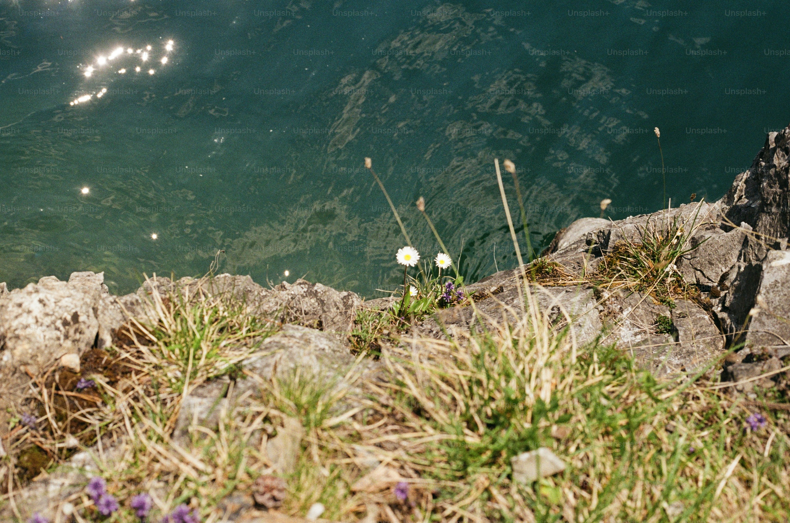 un ramo de flores que están junto a un poco de agua