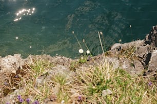 水辺にある花の束