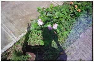 la sombra de una persona de pie en la hierba