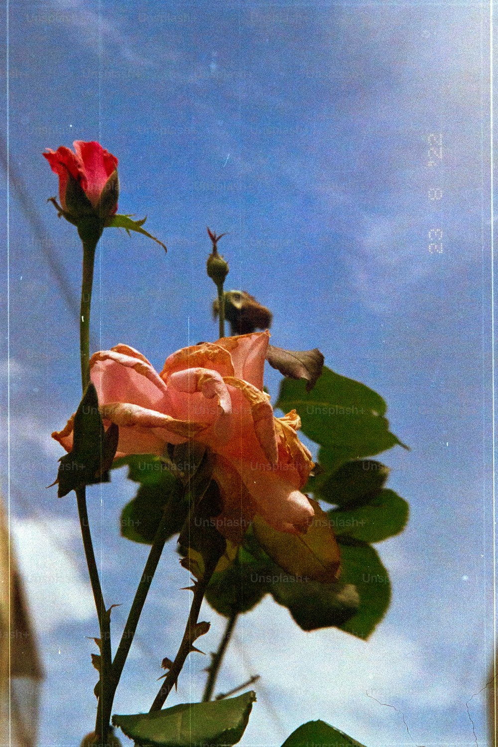 a pink rose with a blue sky in the background