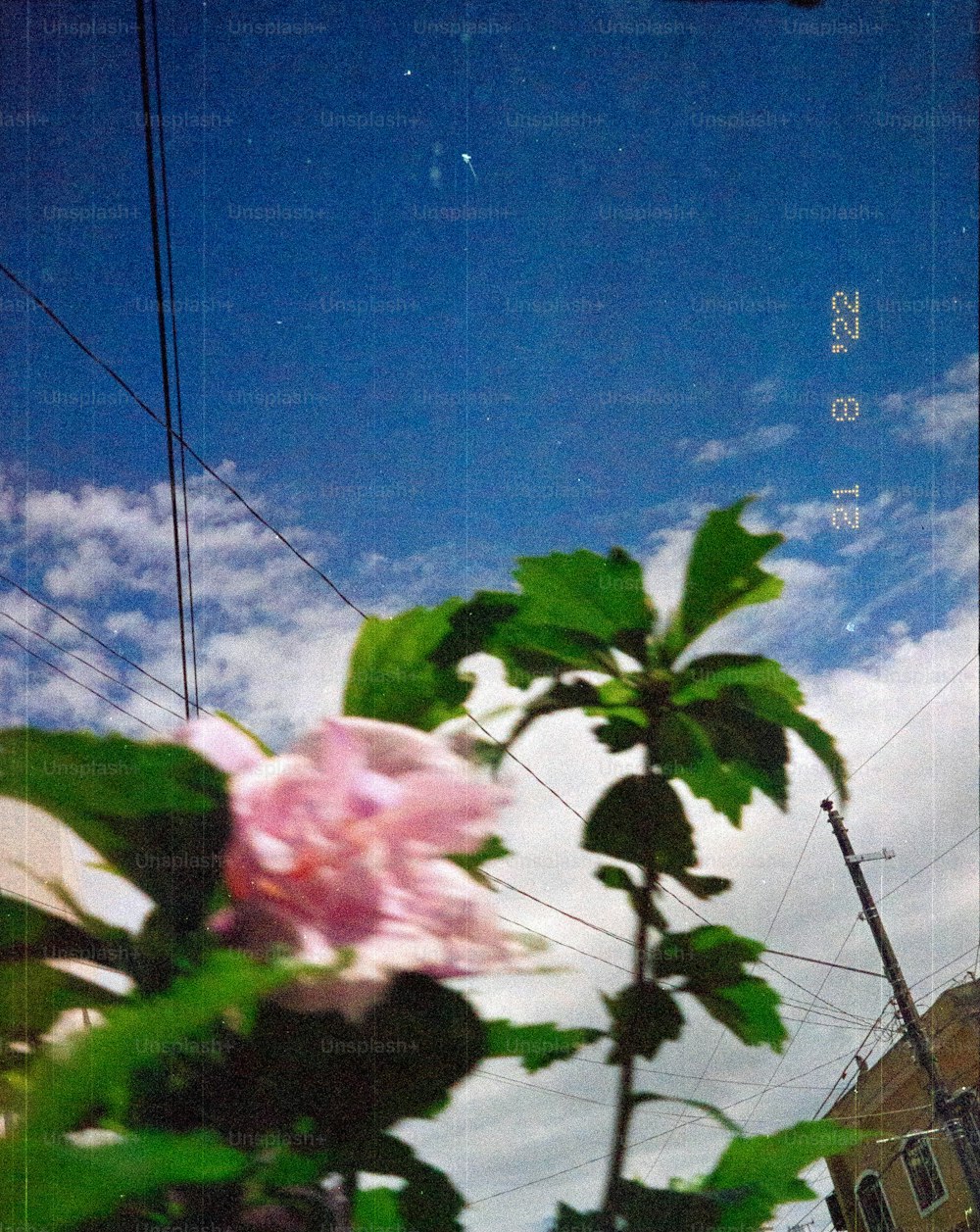 a pink flower sitting on top of a lush green plant