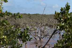 Un cuerpo de agua rodeado de árboles y arbustos