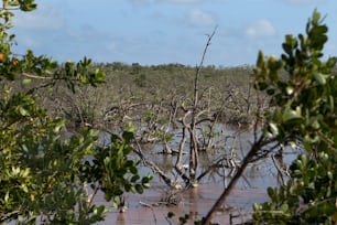 a body of water surrounded by trees and bushes