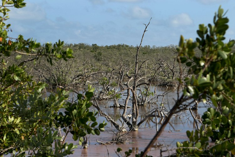 Largest Swamps and Wetlands in the World: Vast Waterlogged Wilderness Areas