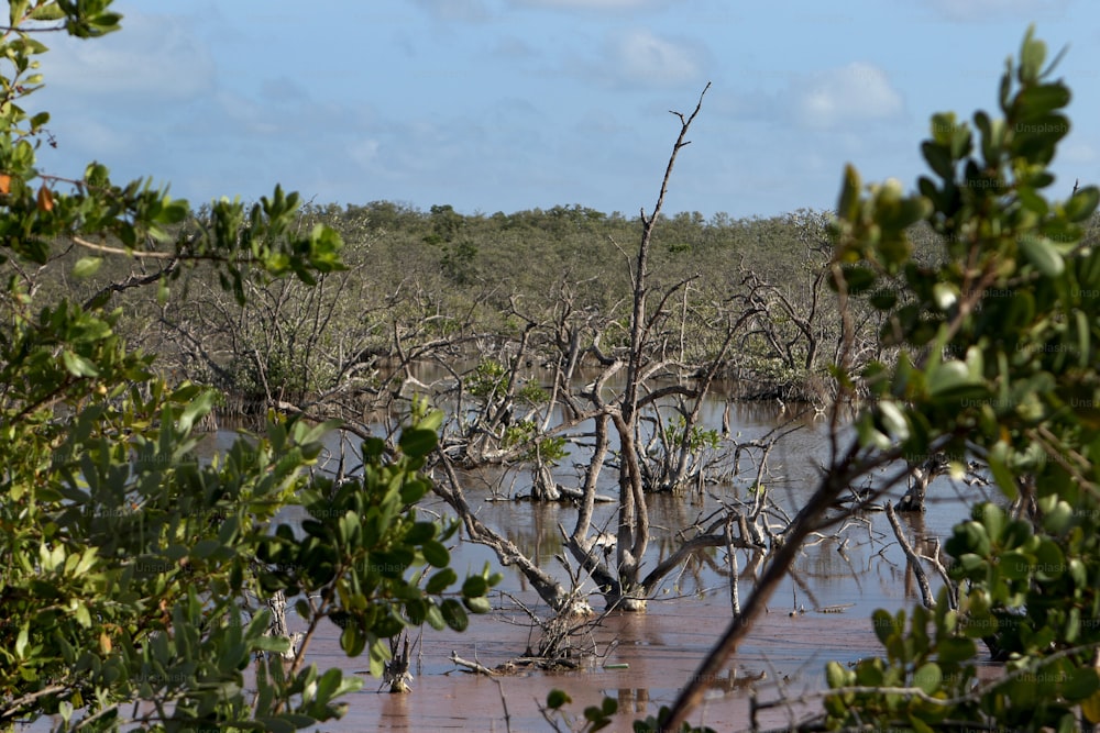 a body of water surrounded by trees and bushes