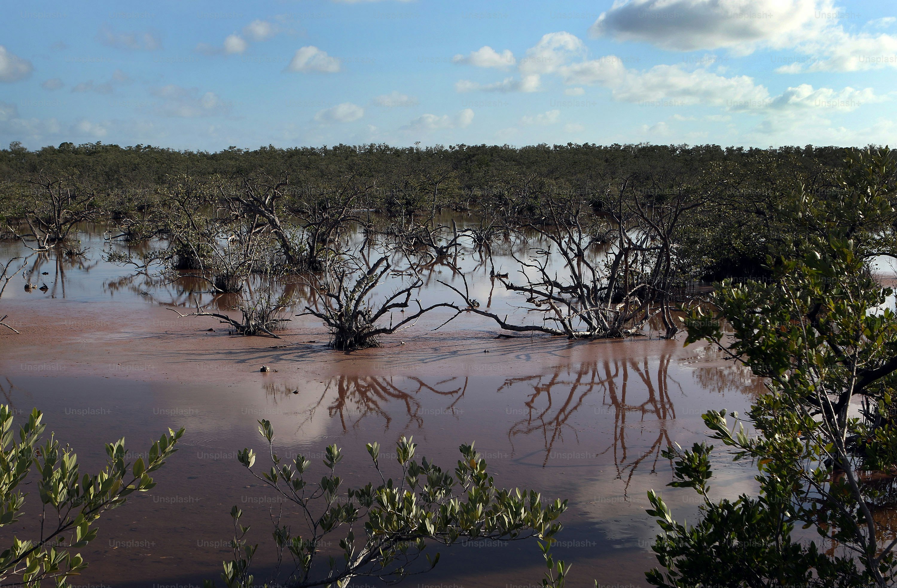 a flooded area with trees and water in the foreground
