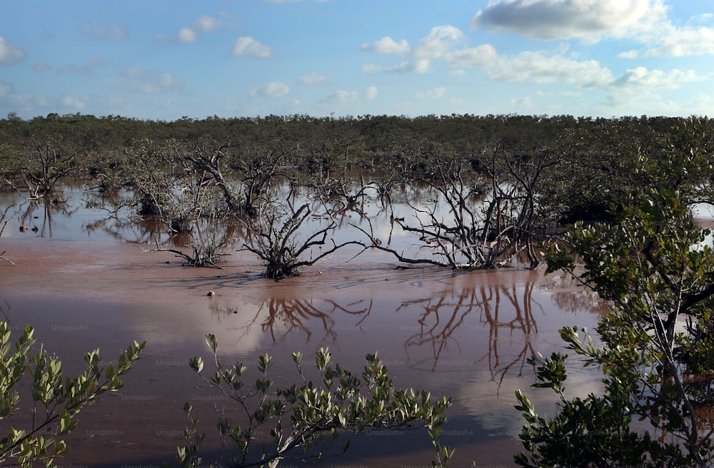 uma área inundada com árvores e água em primeiro plano