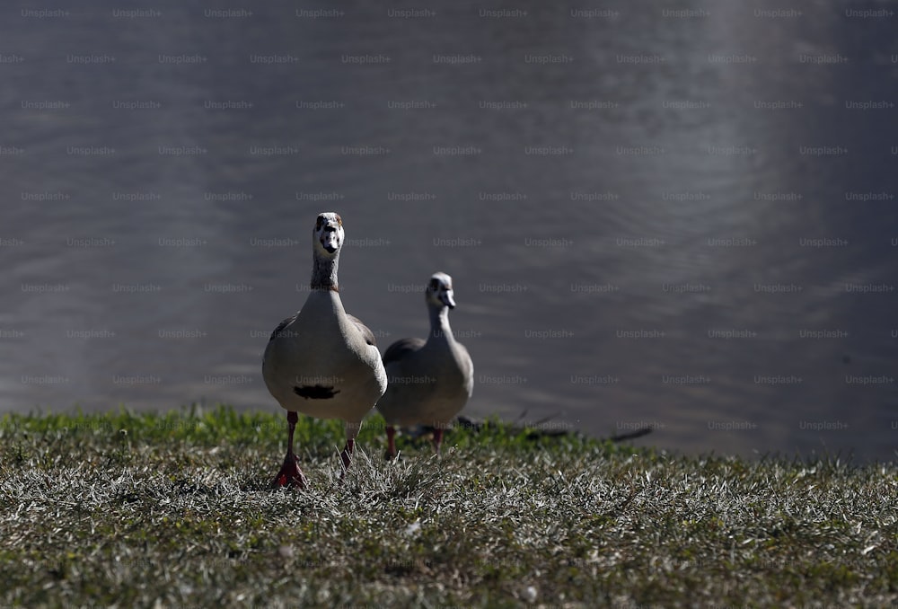 two birds standing on the grass near a body of water