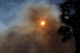 the sun is shining through the smoke behind a palm tree