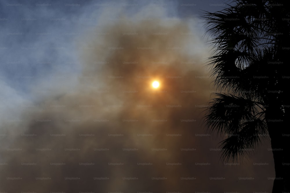 the sun is shining through the smoke behind a palm tree