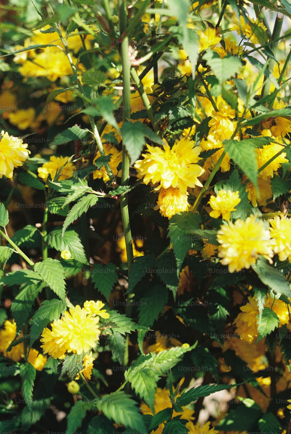 a bush of yellow flowers with green leaves