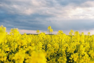a field full of yellow flowers under a cloudy sky